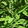 Salvia triloba -- griechischer Salbei